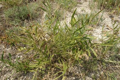 Rhaponticoides ruthenica, photographed by Aleksei Baushev