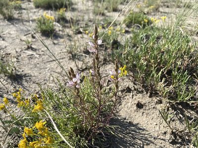Orthocarpus purpureoalbus, photographed by Reid Hardin