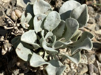 Physaria acutifolia, photographed by Reid Hardin