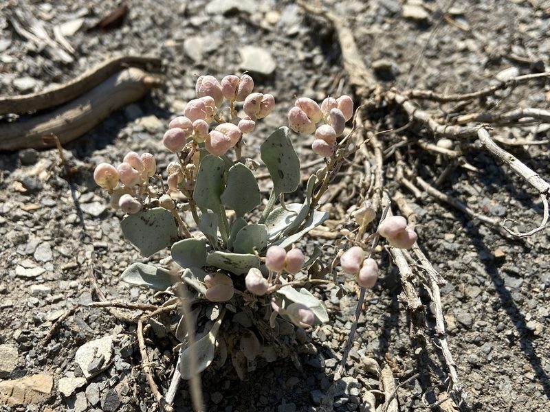 Physaria acutifolia, photographed by Reid Hardin
