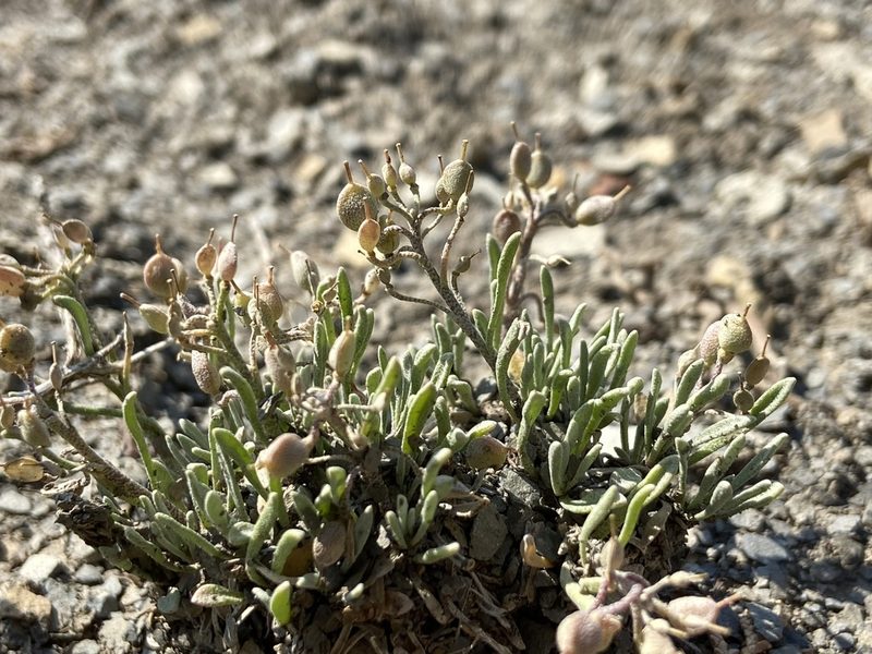 Physaria pulvinata, photographed by Reid Hardin