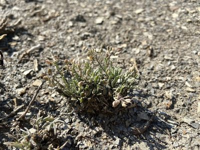 Physaria pulvinata, photographed by Reid Hardin