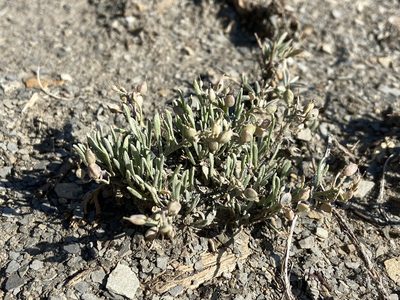 Physaria pulvinata, photographed by Reid Hardin