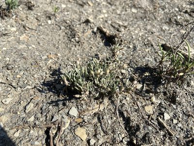 Physaria pulvinata, photographed by Reid Hardin