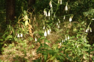 Adenophora liliifolia, photographed by Aleksei Baushev