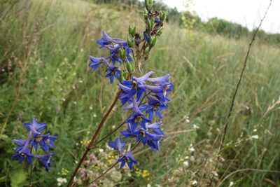 Delphinium cuneatum, photographed by Aleksei Baushev