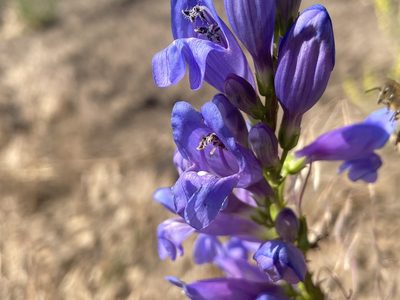 Penstemon strictus, photographed by Reid Hardin