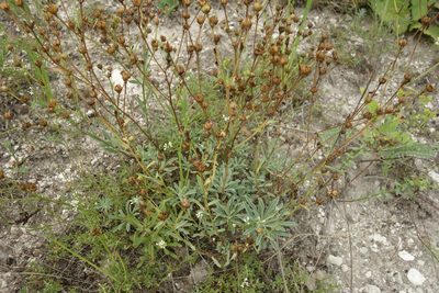 Linum ucranicum, photographed by Aleksei Baushev