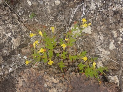 Gratiola lutea, photographed by Ian Manning