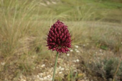 Allium sphaerocephalon, photographed by Aleksei Baushev