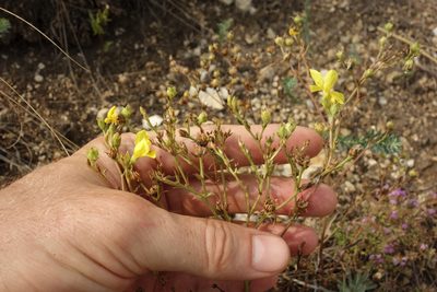 Linum ucranicum, photographed by Aleksei Baushev