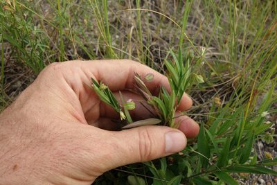 Polygala sibirica, photographed by Aleksei Baushev