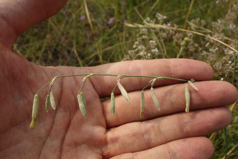 Silene chlorantha, photographed by Aleksei Baushev
