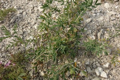 Astragalus albicaulis, photographed by Aleksei Baushev