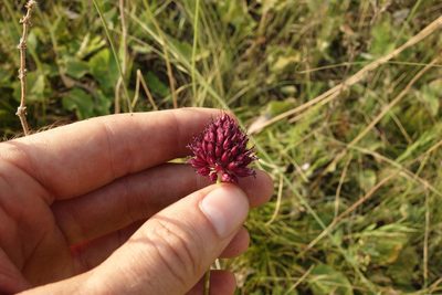 Allium sphaerocephalon, photographed by Aleksei Baushev