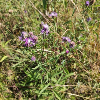 Centaurea phrygia, photographed by Kristina Кochariantc