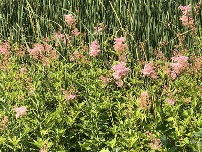 Filipendula rubra, photographed by Bob
