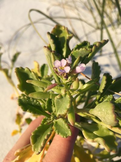 Cakile constricta, photographed by Curtis Hansen
