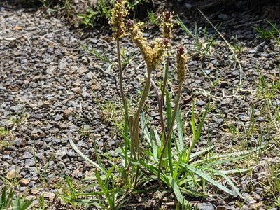 Plantago alpina, photographed by agosti
