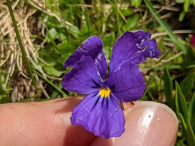 Viola calcarata, photographed by agosti