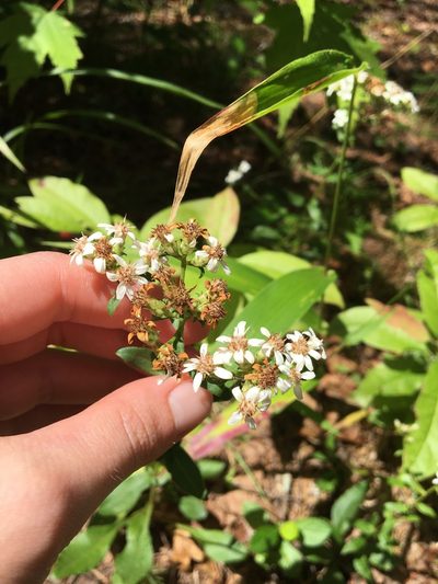 Sericocarpus caespitosus, photographed by Jessica