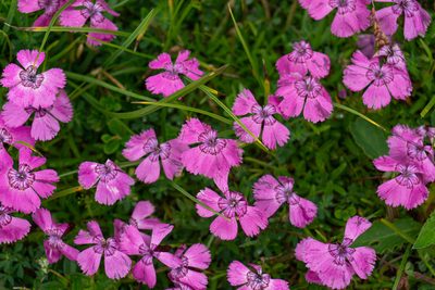 Dianthus alpinus, photographed by Philipp Pavelka