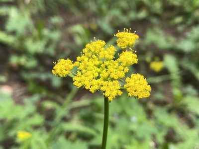 Cymopterus lemmonii, photographed by Reid Hardin