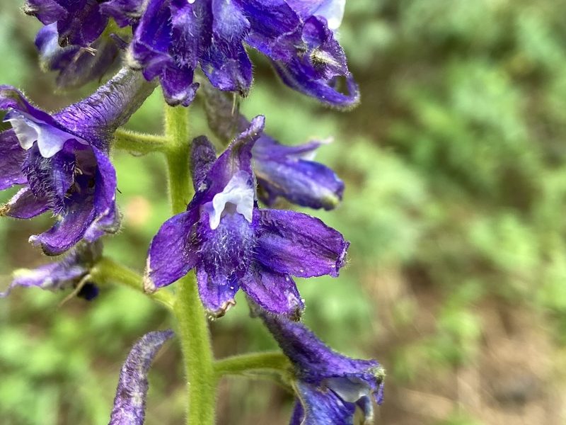 Delphinium barbeyi, photographed by Reid Hardin