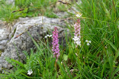 Gymnadenia odoratissima, photographed by Philipp Pavelka