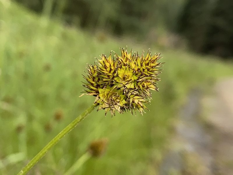 Carex microptera, photographed by Reid Hardin