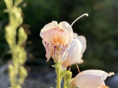 Penstemon palmeri, photographed by Reid Hardin