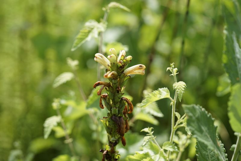 Pedicularis sceptrum-carolinum, photographed by Giedrius Markevičius