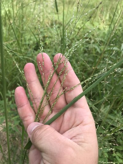 Panicum coloratum, photographed by Cody Stricker