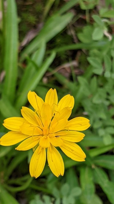Phalacroseris bolanderi, photographed by My-Lan Le