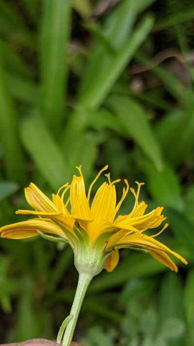 Phalacroseris bolanderi, photographed by My-Lan Le