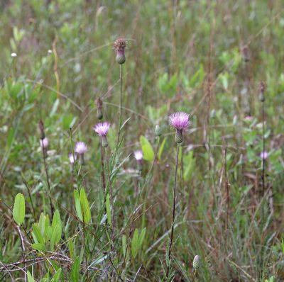 Cirsium lecontei, photographed by Lauren McLaurin