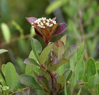Viburnum nudum, photographed by Lauren McLaurin
