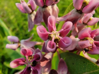 Asclepias sullivantii, photographed by Elias