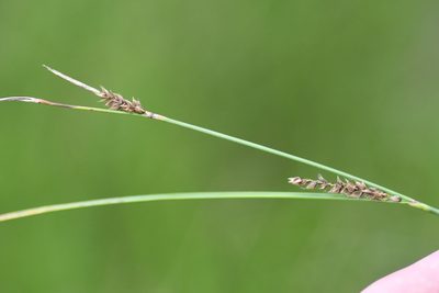 Carex lasiocarpa, photographed by Henrique Pacheco