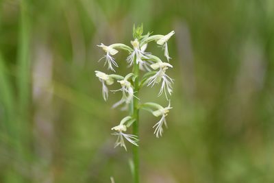 Platanthera lacera, photographed by Henrique Pacheco