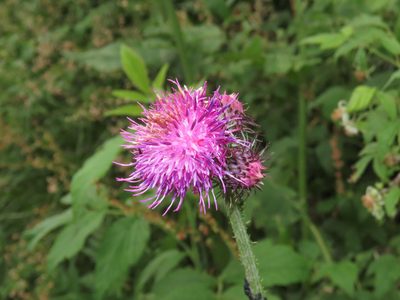 Carduus personata, photographed by Emanuele Santarelli