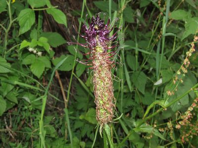 Phyteuma ovatum, photographed by Emanuele Santarelli