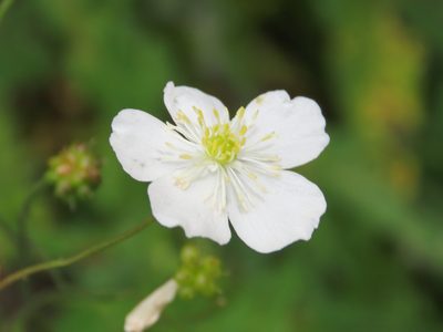 Ranunculus platanifolius, photographed by Emanuele Santarelli