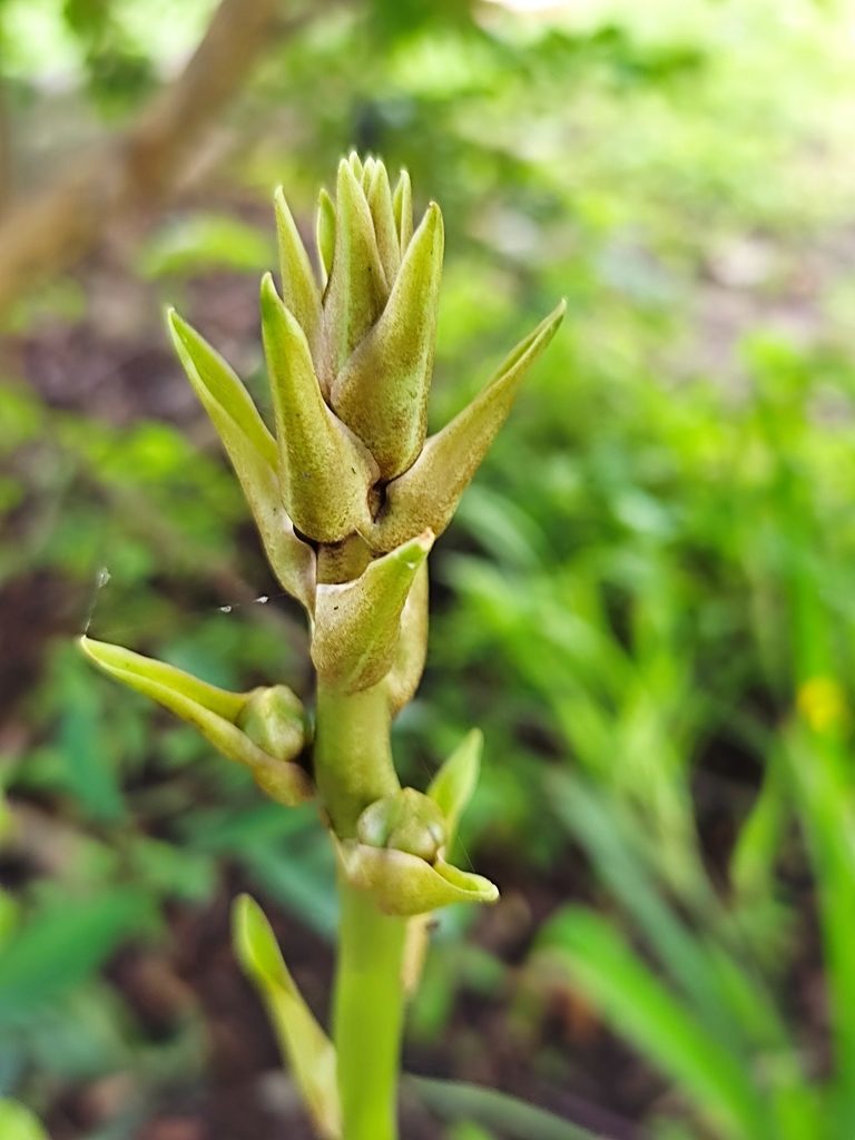 Peristeria elata, photographed by Maria Janeiro