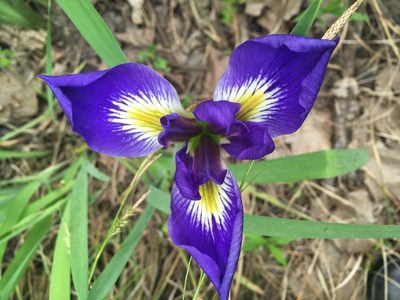 Iris brevicaulis, photographed by Martha Richeson