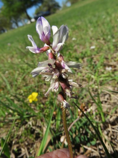 Astragalus distortus, photographed by Annika Lindqvist