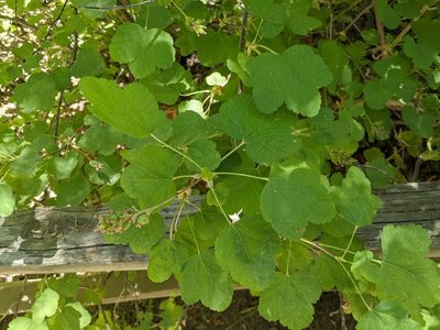 Ribes nevadense, photographed by Zac Peterson