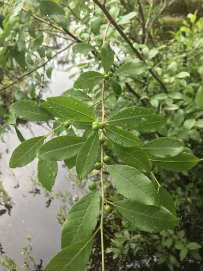 Ilex laevigata, photographed by Desiree L. Narango