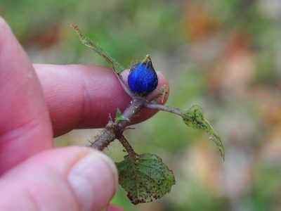 Coccocypselum hispidulum, photographed by Lena Struwe