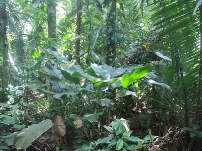 Calathea crotalifera, photographed by Trevor Harding